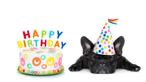 Happy birthday sleeping dog — Stock Photo, Image