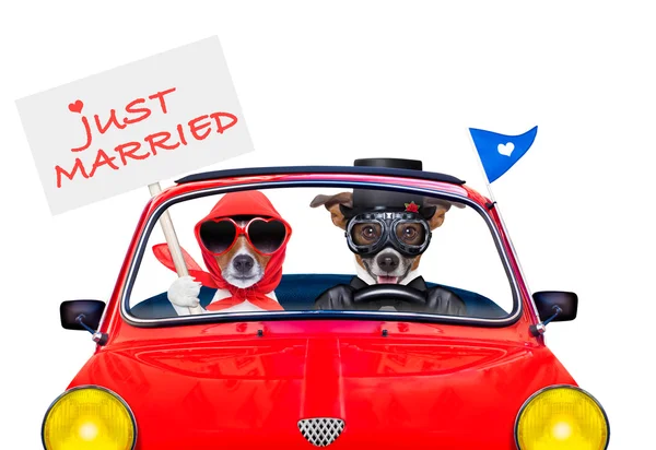 Just married dogs — Stock Photo, Image