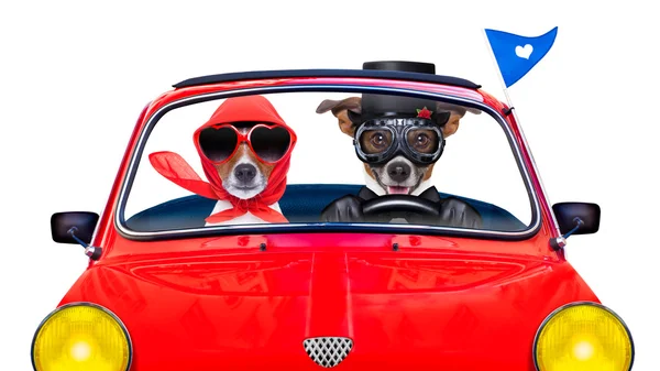 Just married dogs — Stock Photo, Image