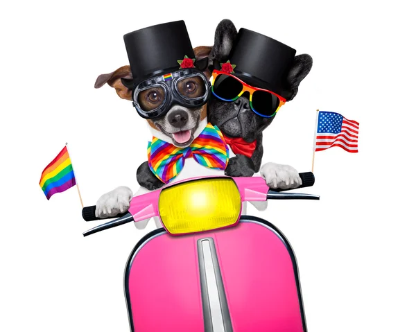 Gay marriage dogs — Stockfoto