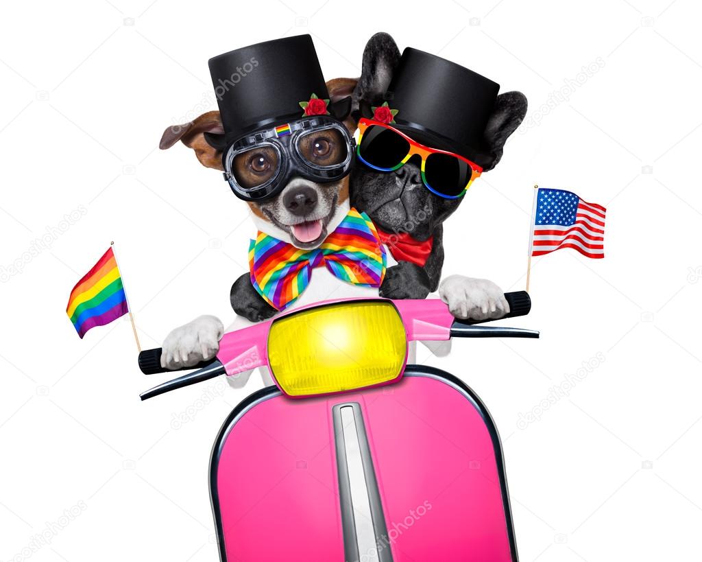 Gay marriage dogs — Stock Photo © damedeeso 76676083