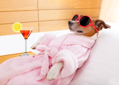 köpek spa sağlık