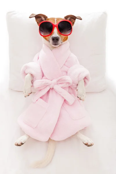 Hond spa wellness — Stockfoto