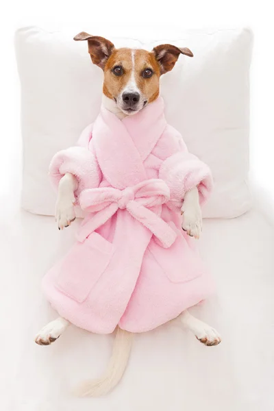 Benessere spa per cani — Foto Stock