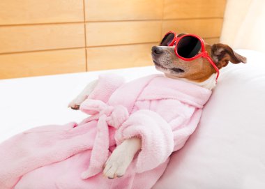köpek spa sağlık