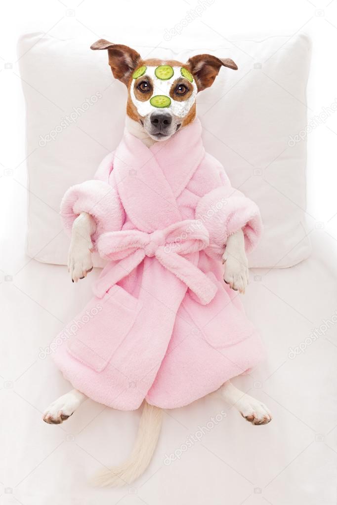 dog spa wellness