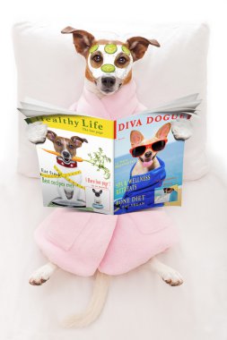 köpek spa sağlık