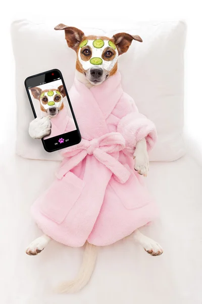 Hond spa wellness — Stockfoto