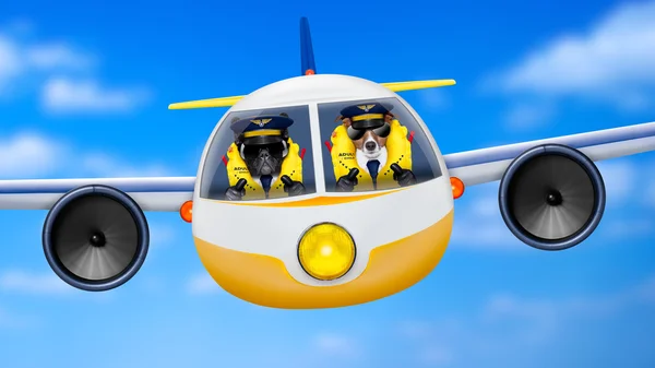 Airplane pilot dogs — Stock Photo, Image