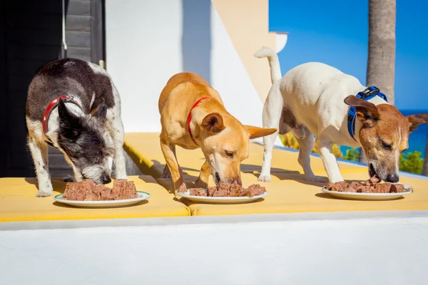 Alimentar os cães — Fotografia de Stock