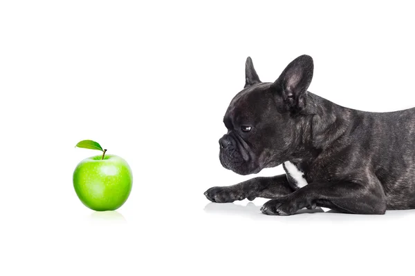 Veganer Hund — Stockfoto