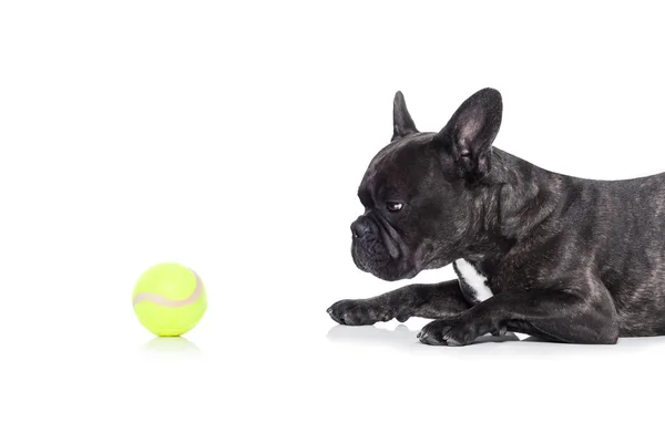 Hond en tennis bal — Stockfoto