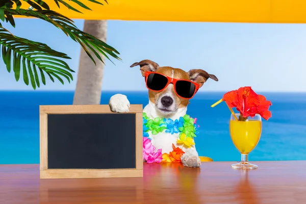 Cocktail dog — Stock Photo, Image