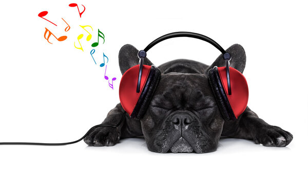 Música para perros — Foto de Stock