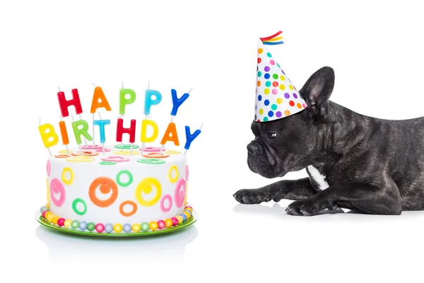 Feliz aniversário cão e bolo — Fotografia de Stock
