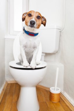 Klozet kapağı üzerinde köpek 