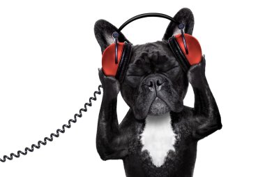 köpek müzik dinleme