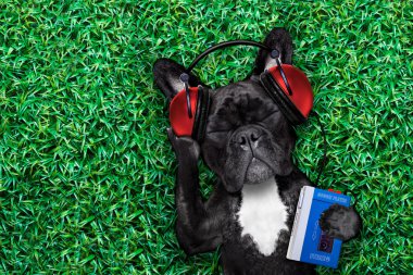 köpek müzik dinleme