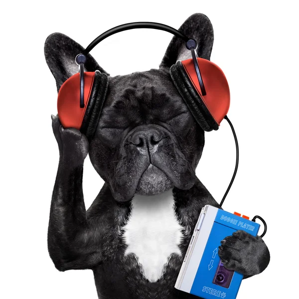 Pies słuchania muzyki — Zdjęcie stockowe