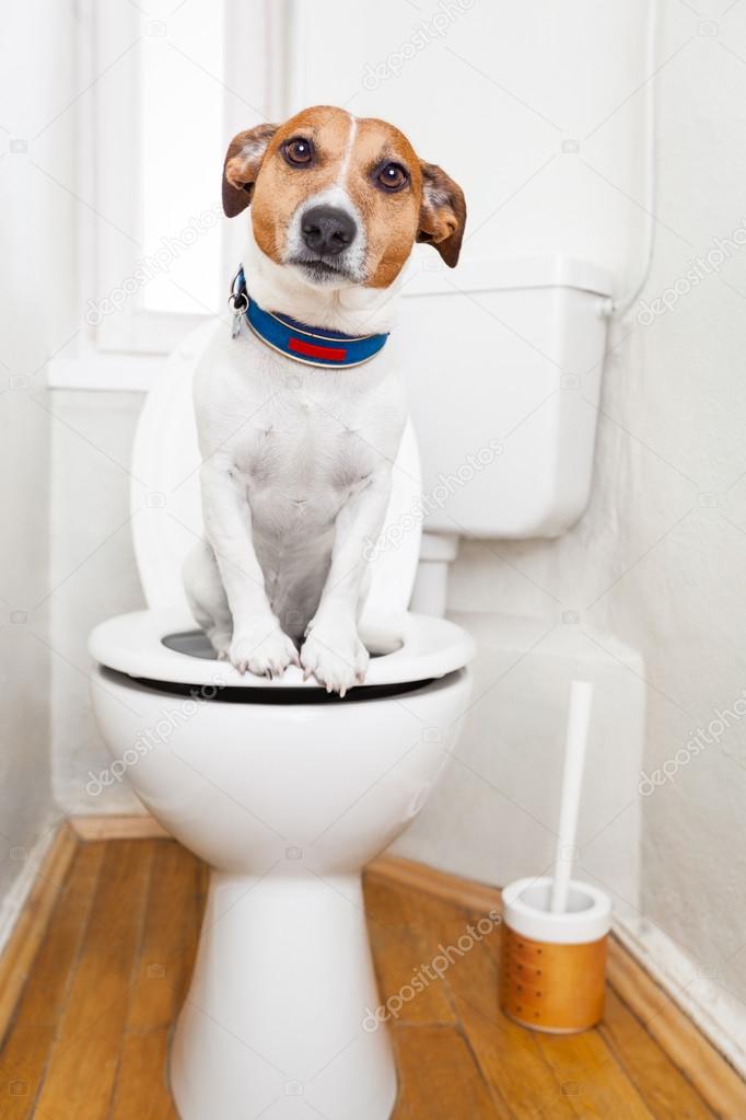 dog on toilet seat 