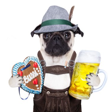 Bavyera Alman pug köpek