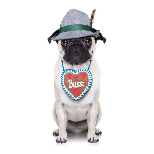 Beierse Duitse pug dog — Stockfoto