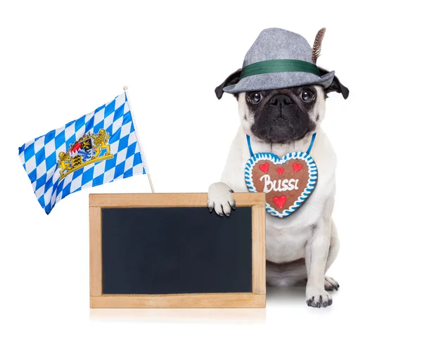 Bavarian german pug dog — Stock Photo, Image