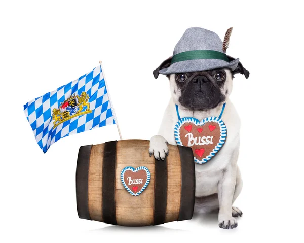 Bavarian german pug dog — Stock Photo, Image