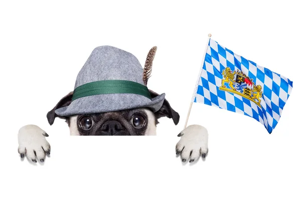 Bavarian alemão pug dog — Fotografia de Stock