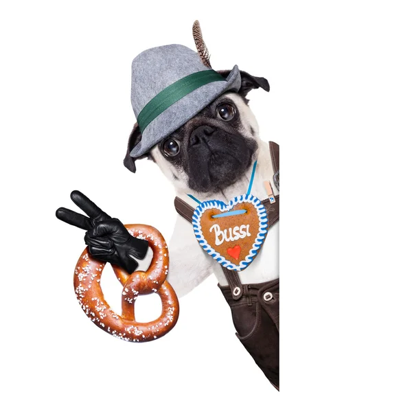 Bavarian german pug dog — Stock Photo, Image