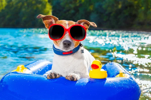 Strand zomer hond — Stockfoto