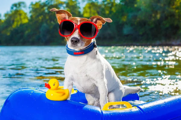 Strand zomer hond — Stockfoto