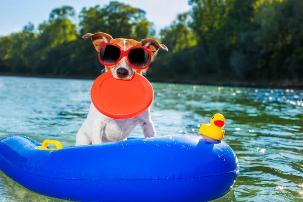 Playa verano perro — Foto de Stock