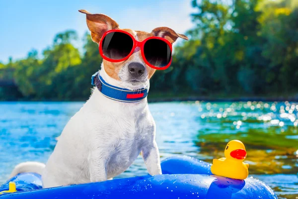 Beach summer dog — Stock Photo, Image