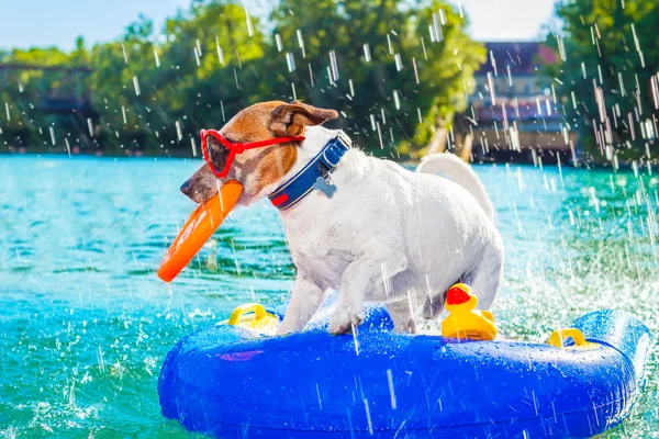 Spiaggia estate cane — Foto Stock