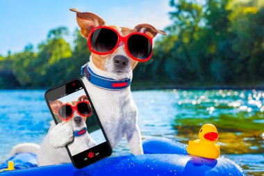 plaj yaz köpek selfie