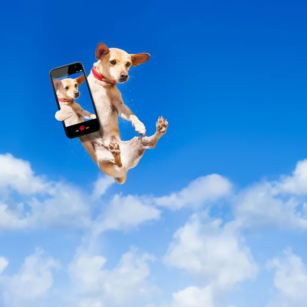 Dog jumping — Stock Photo, Image