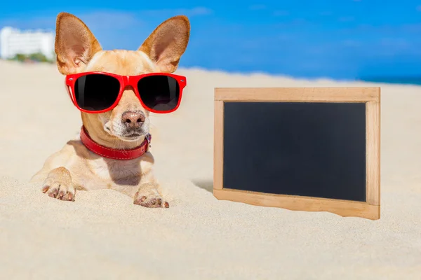 Hund im Sand begraben — Stockfoto