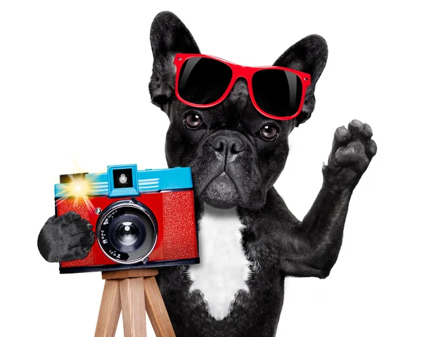 Photographer dog camera Stock Picture