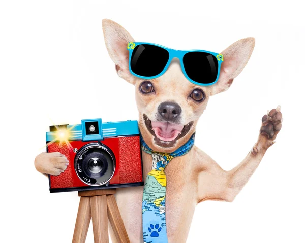 Photographer dog camera Royalty Free Stock Photos