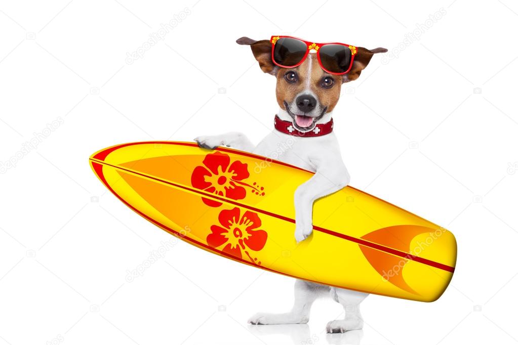 surfing dog selfie