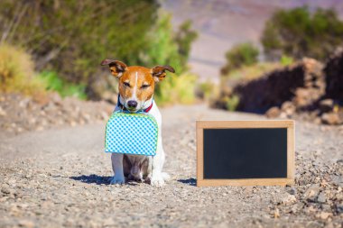 terk edilmiş ve kayıp köpek