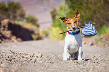 terk edilmiş ve kayıp köpek