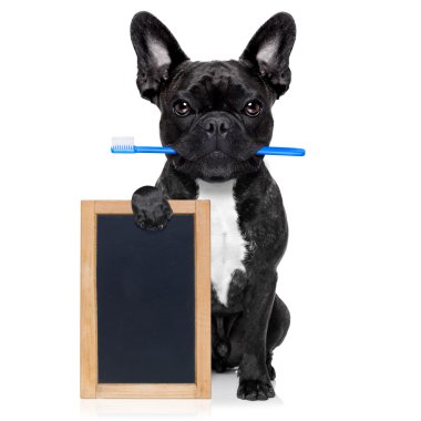 diş diş fırçası köpek
