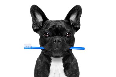 diş diş fırçası köpek