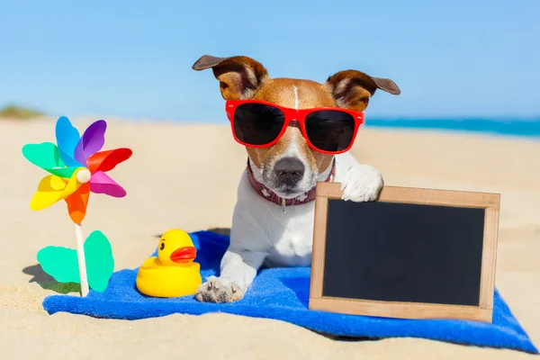 Pes na pláži — Stock fotografie