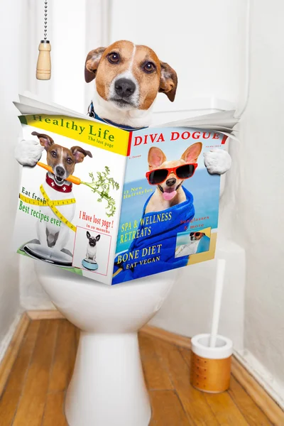 Собака на сиденье туалета — стоковое фото