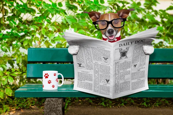 Hund liest Zeitung — Stockfoto