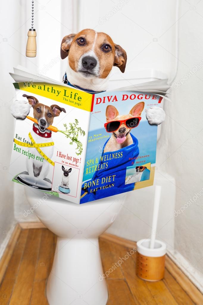 Dog poop hotsell in toilet