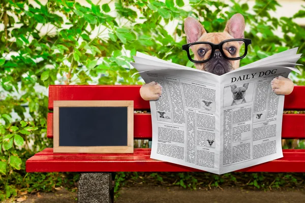 Dog reading newspaper — Stock Photo, Image